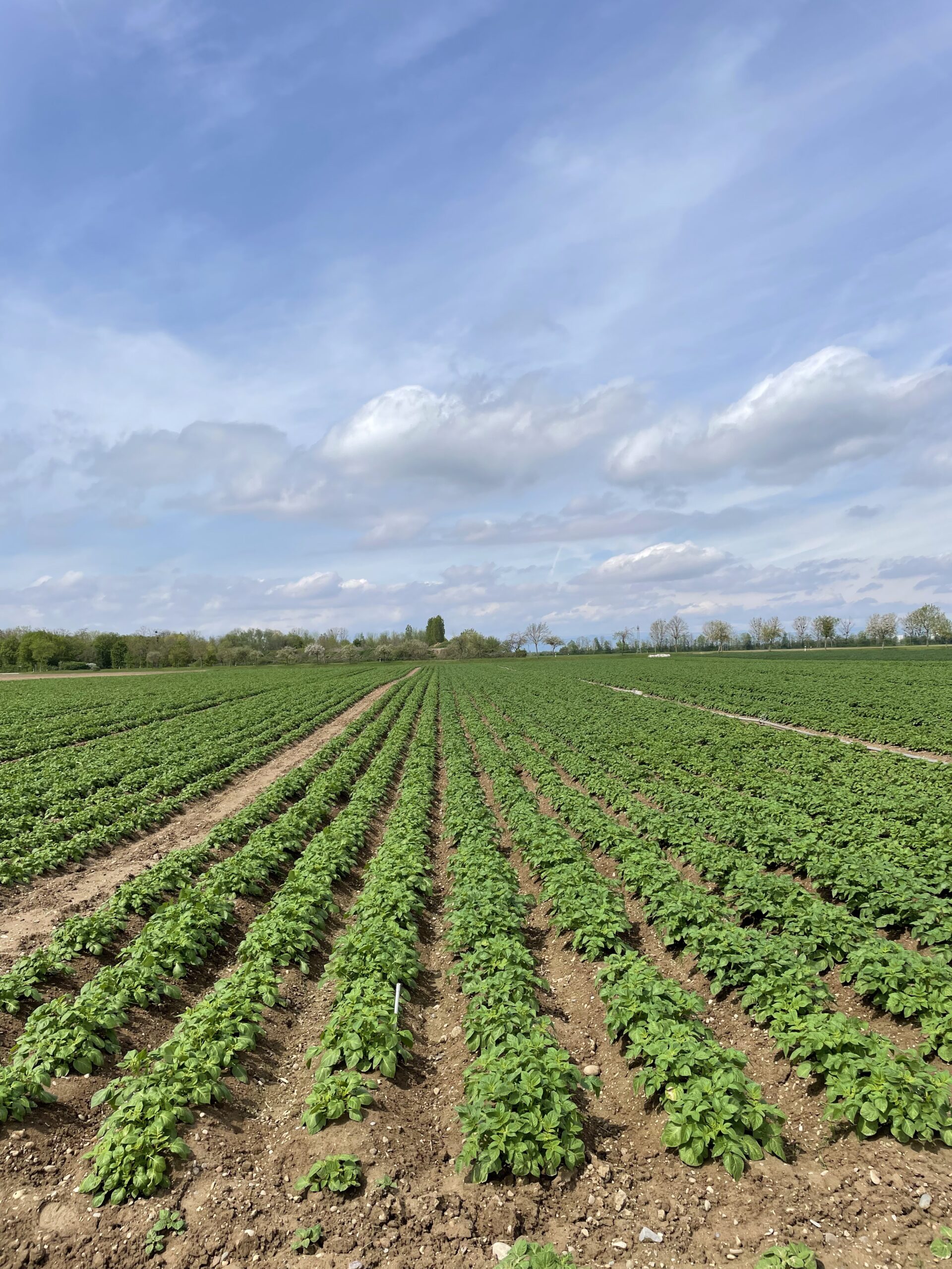 Walzland.de - Kartoffelacker