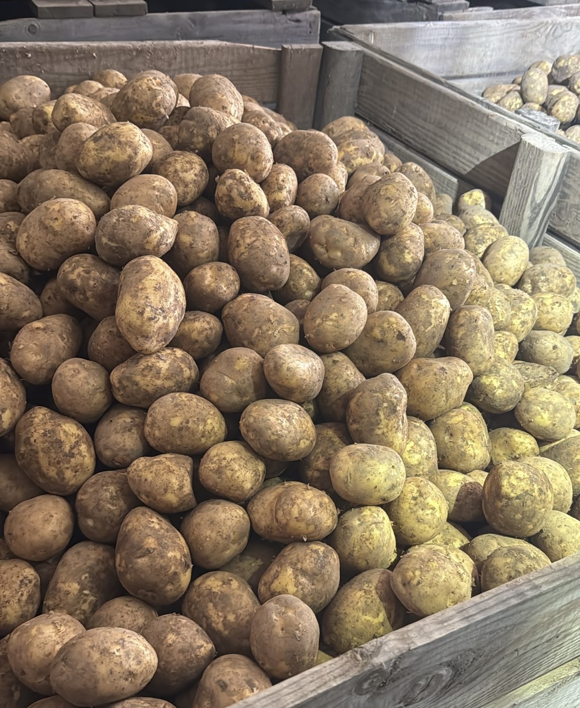 Walzland.de - Kartoffeln frisch geerntet